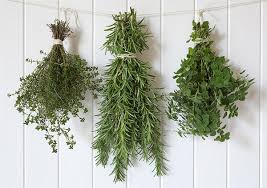 Loose Bunches of herbs hung for drying