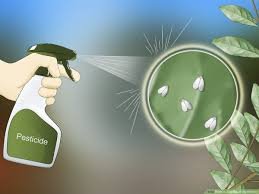 pesticide used on whiteflies
