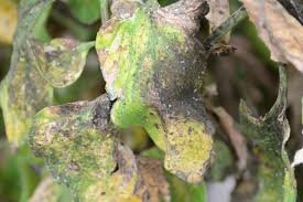 pest eaten yellow and brown plant leaves