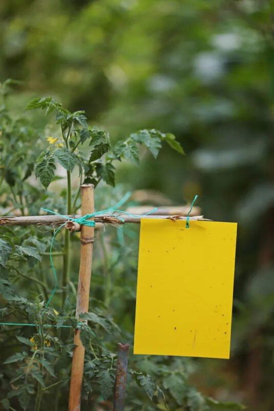 yellow sticky tags