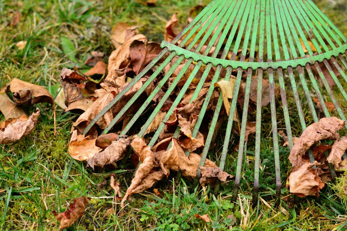 raking dead leaves
