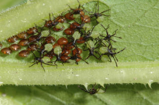 Squash Bug eggs and newly hatched nymphs