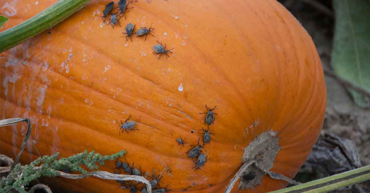Squash Bugs on a pumpkin
