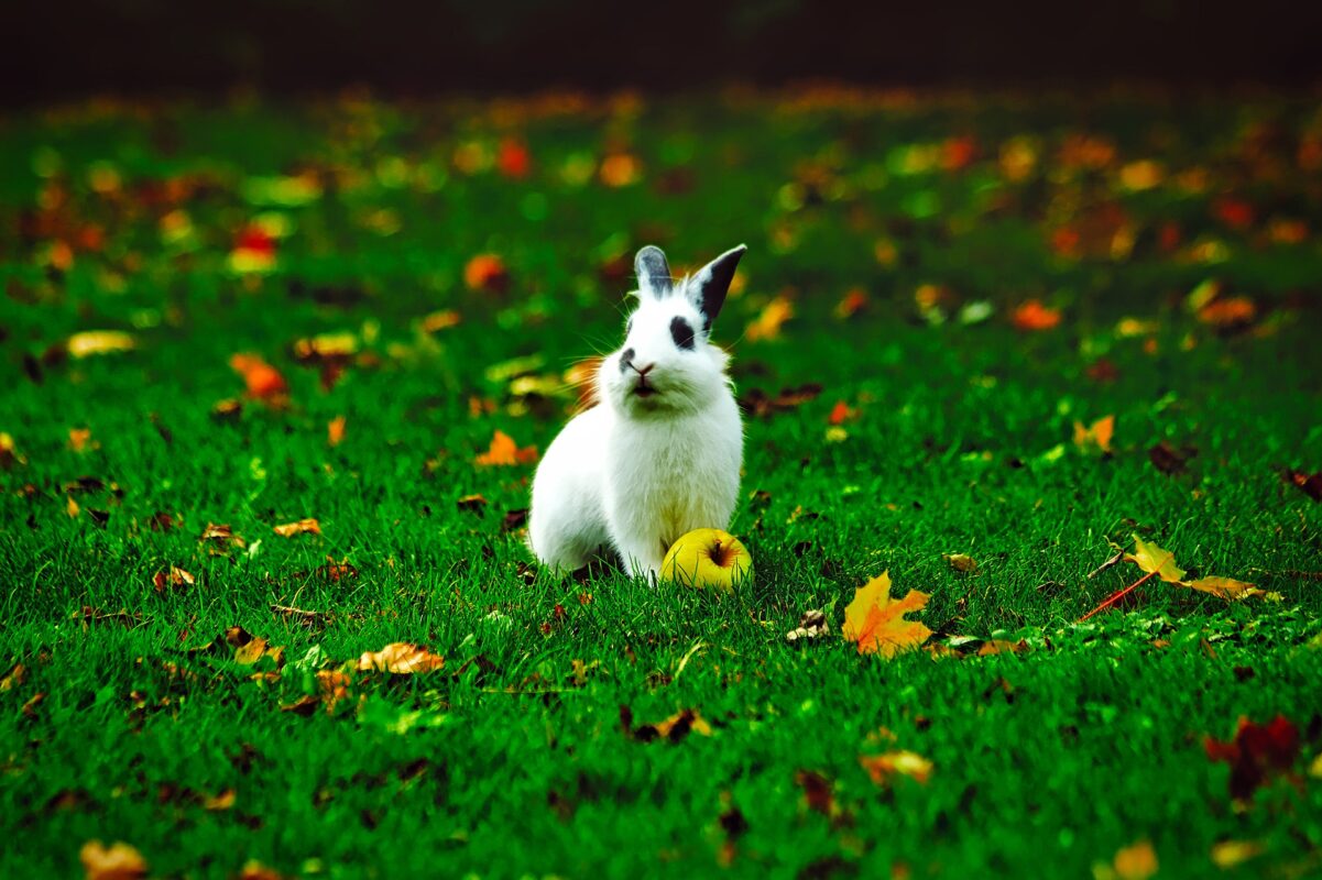 white rabbit in a lawn with fall leaves