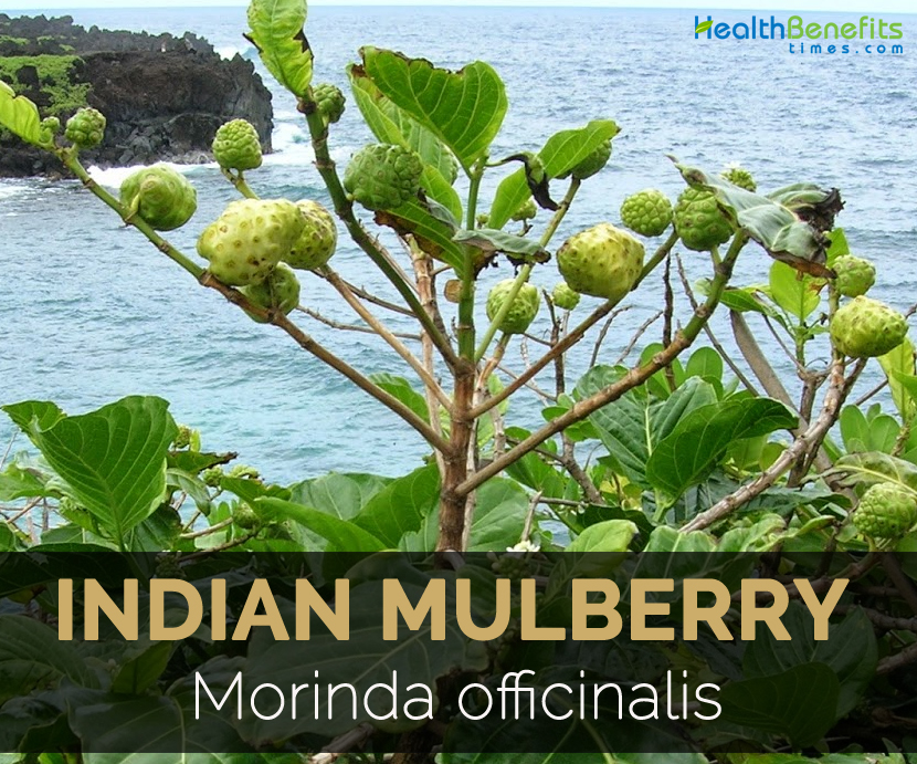 Natural garden anti depressant indian mulberry