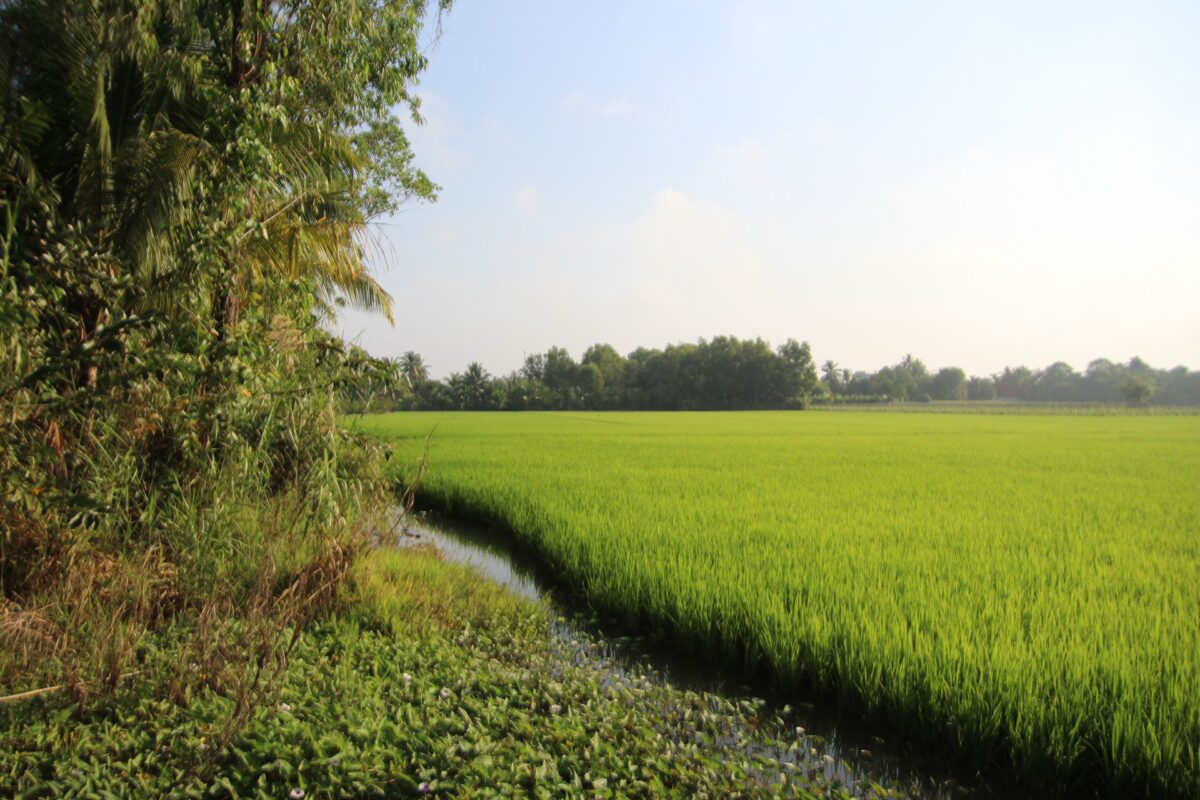 horticulture in rice field