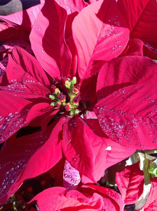 poinsetta gardening is a way to relax in wintertime