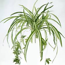 Gohope Chlorophytum comosum 'Spider Plant' (Grower's Choice) | Walmart  Canada