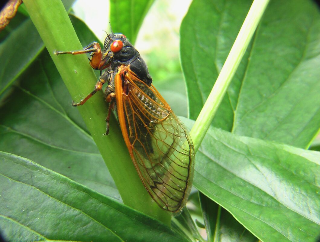 Cicada on a green stem
