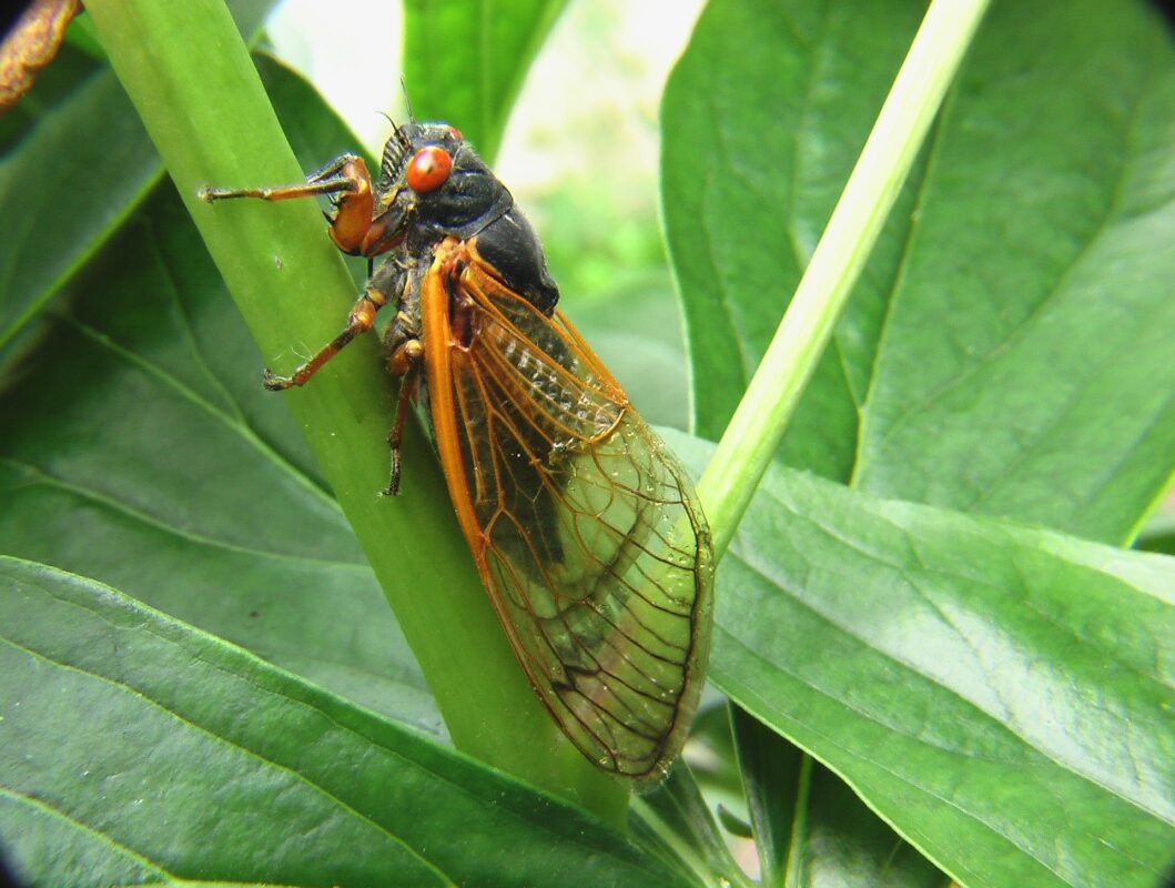 Cicada on a green stem