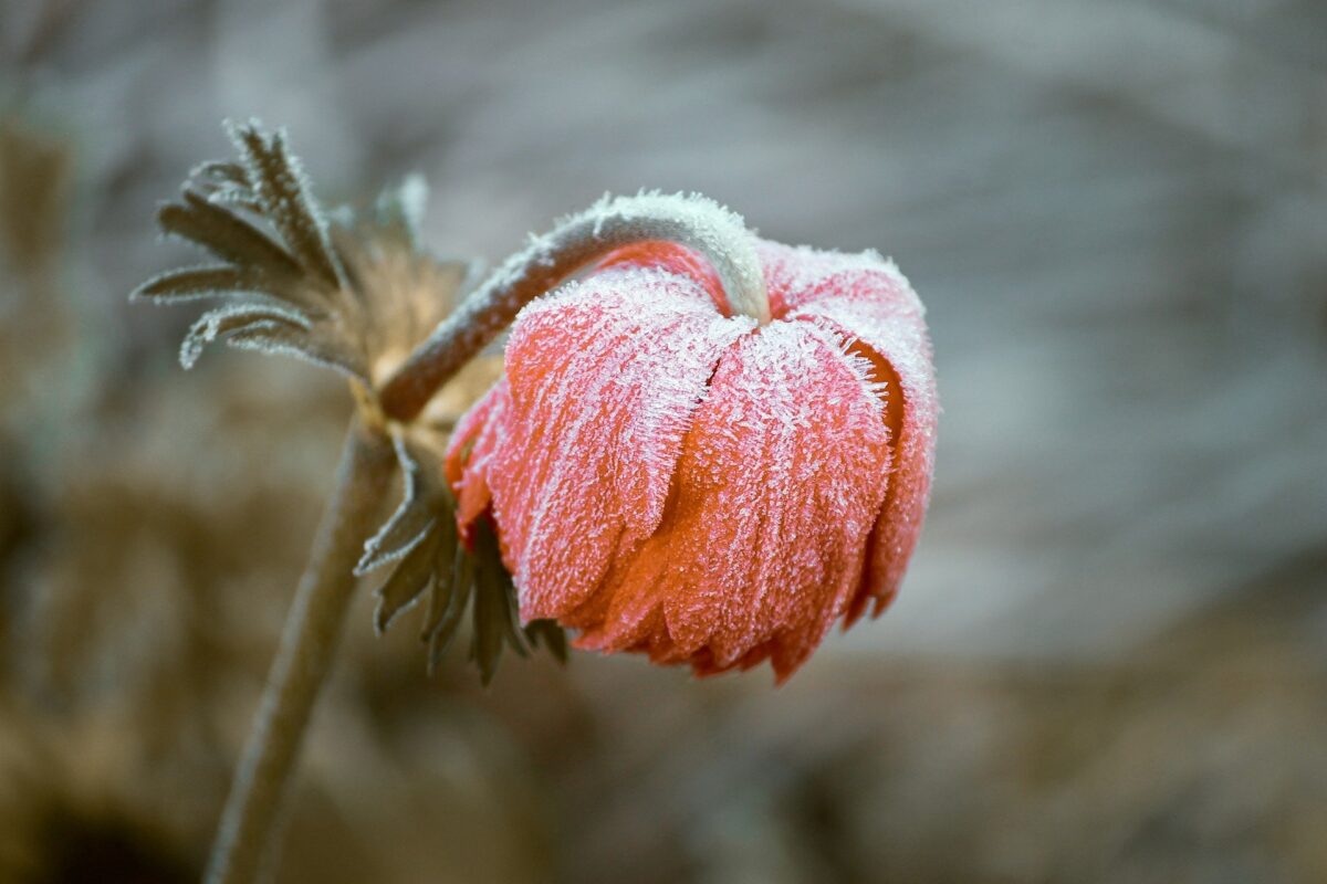 Flower after frost
