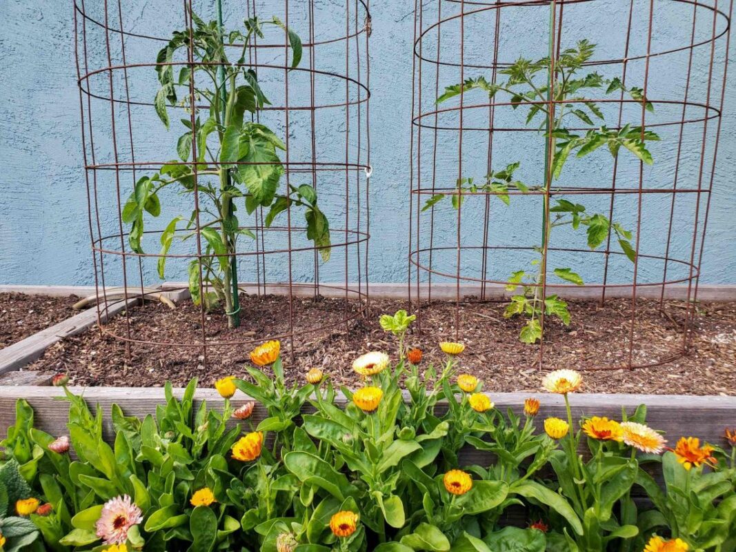 strong tomato cages for amazing tomatoes