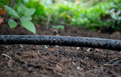 a soaker hose dripping into the soil