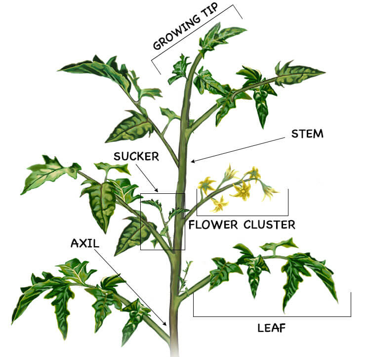 Diagram of a tomato plant
