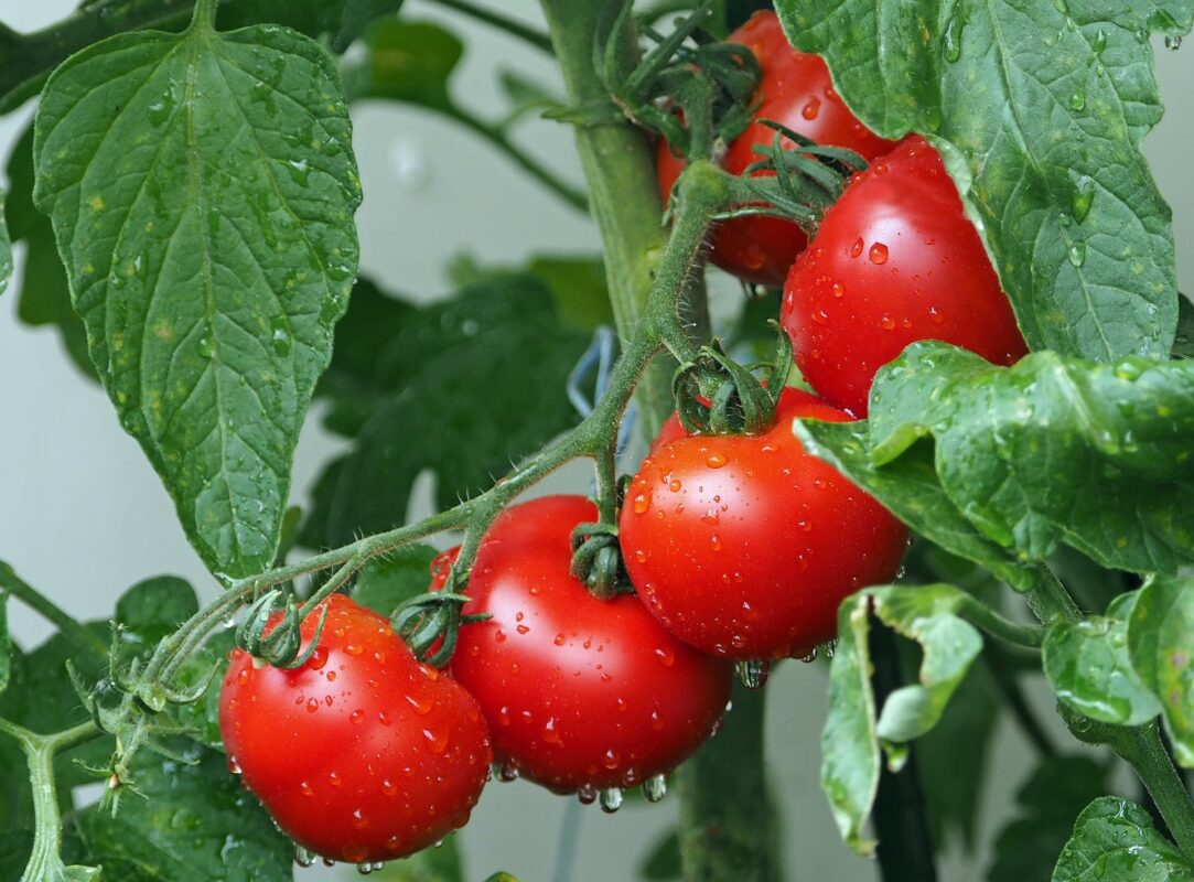 amazing tomatoes