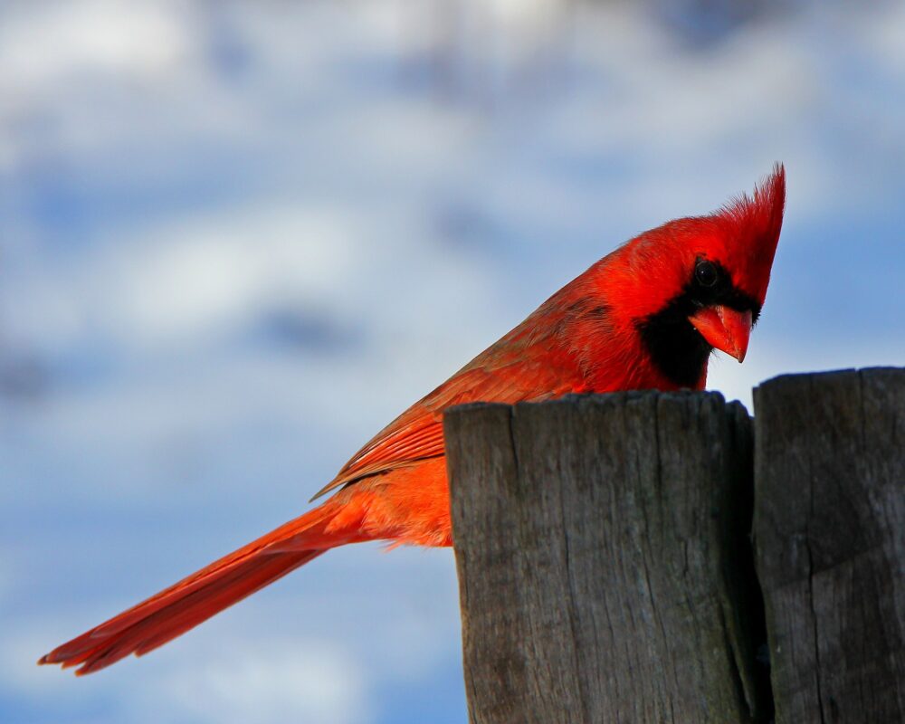 Cardinal on a post