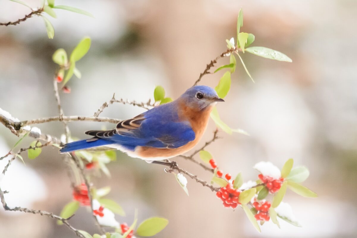 Bluebird in the garden