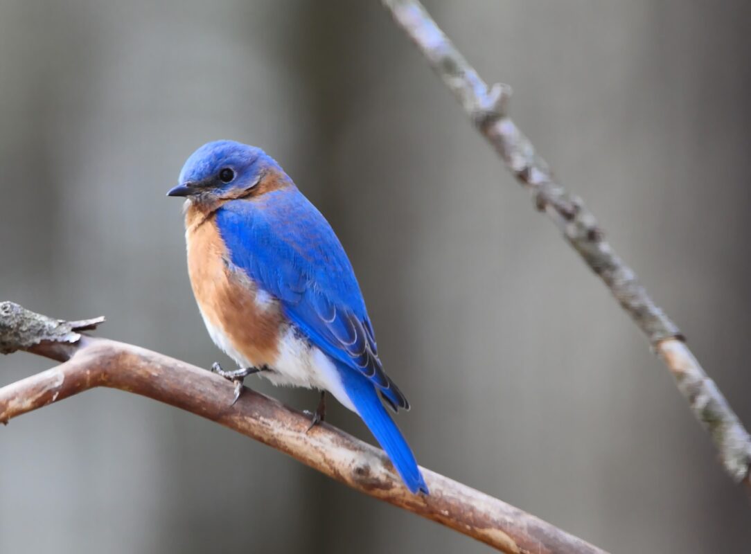 Male Blue bird in the garden