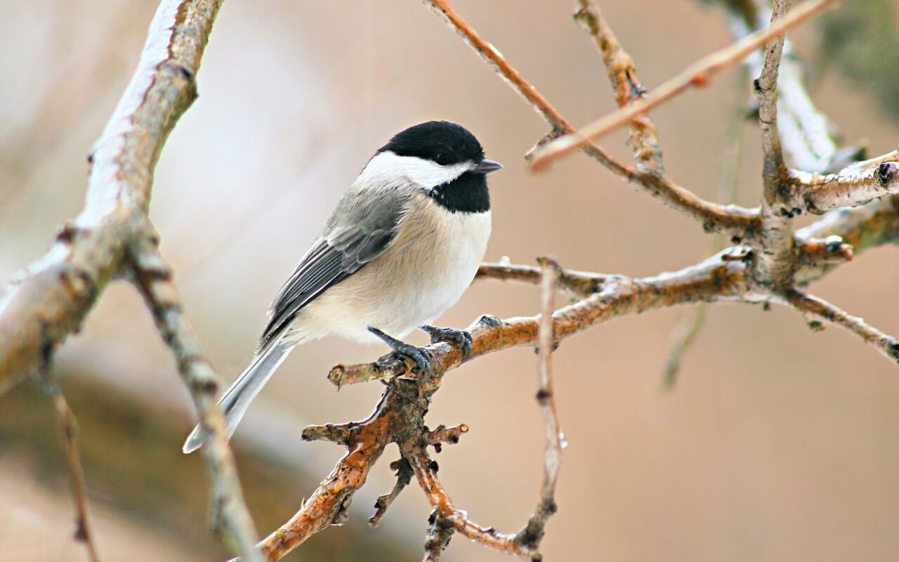 chickadee on a twig.