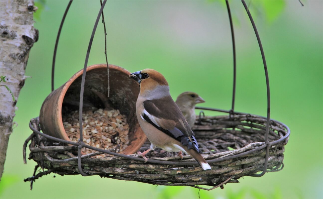 grossbeak on a twig feeder