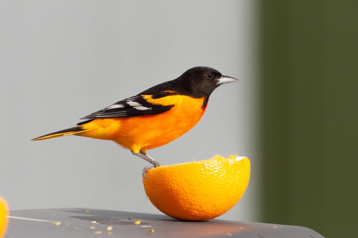 oriole on an orange