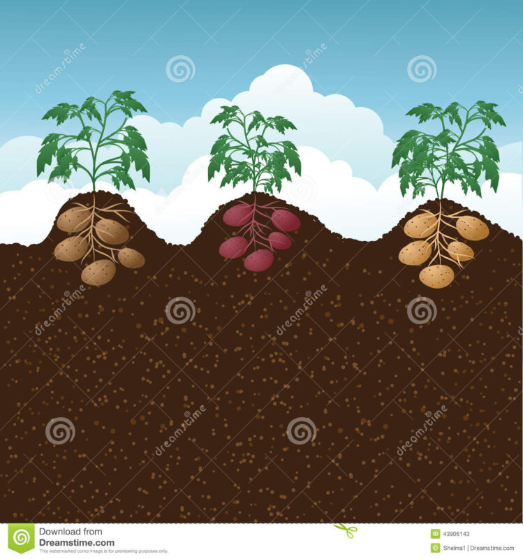 hill potato drawing cutaway showing potatoes underground