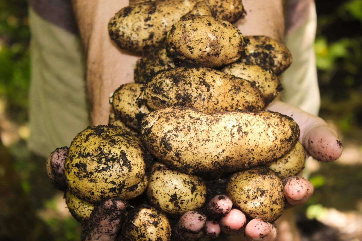 harvesting amazing potatoes