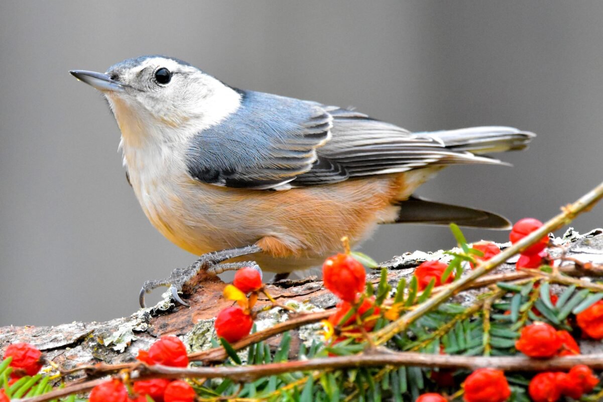 white breasted nuthatch with red berries