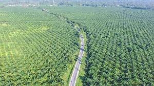 Palm oil production Malaysia
