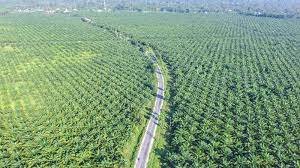 Palm oil production Malaysia