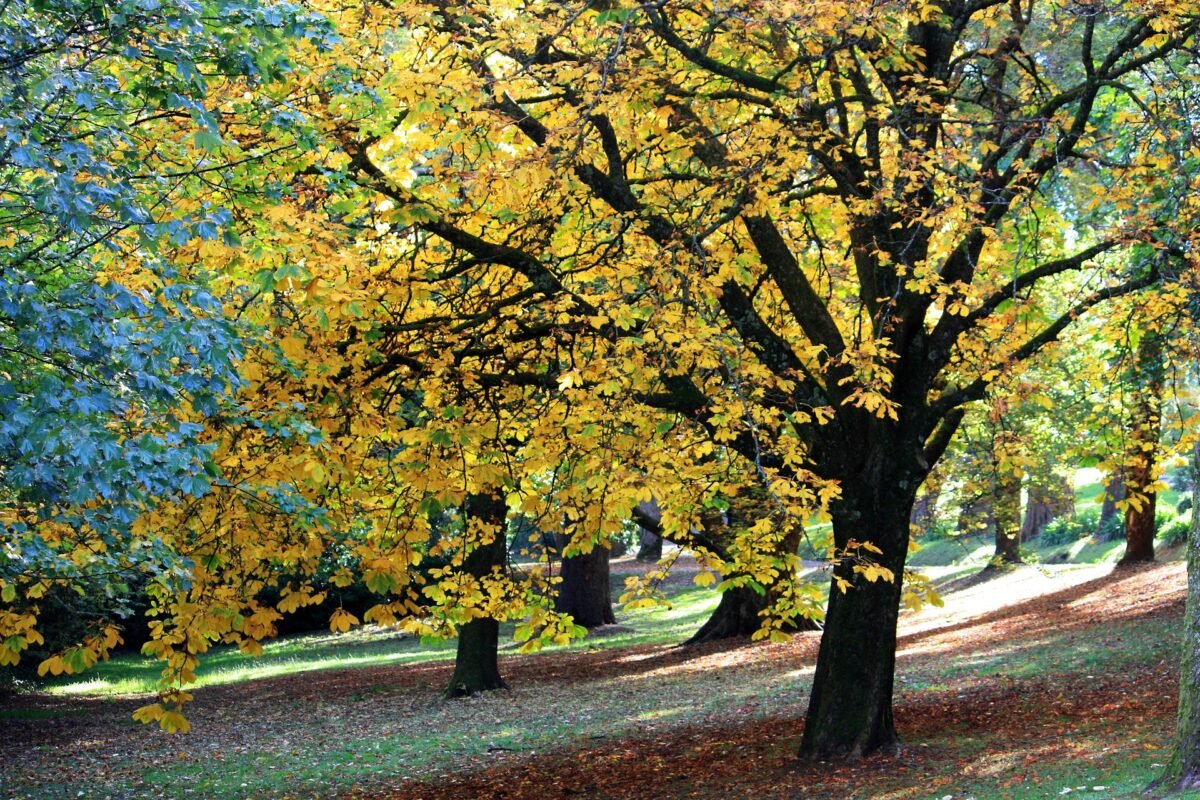 trees in autumn