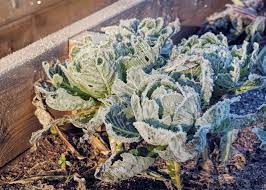 Cabbage in a hard frost