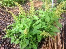 Good King Henry is a perennial vegetable.