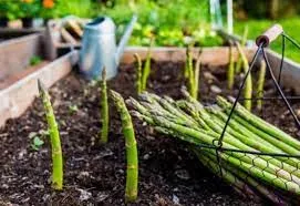 grow asparagus in containers