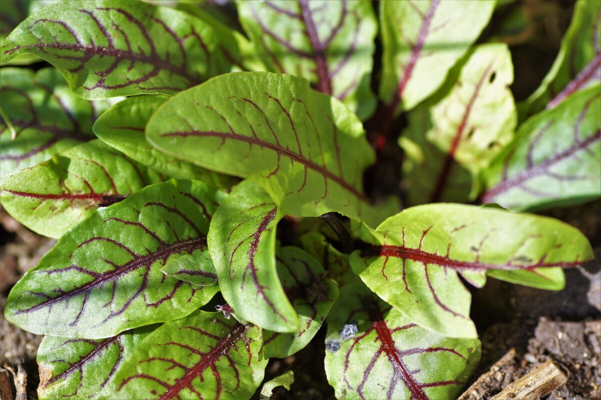 Sorrel in a pot or transplanted makes great salad greens.