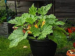 Grow great zucchini in a container