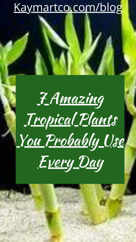 Pinterest 7 Amazing Tropical Plants You Probably Use Every Day