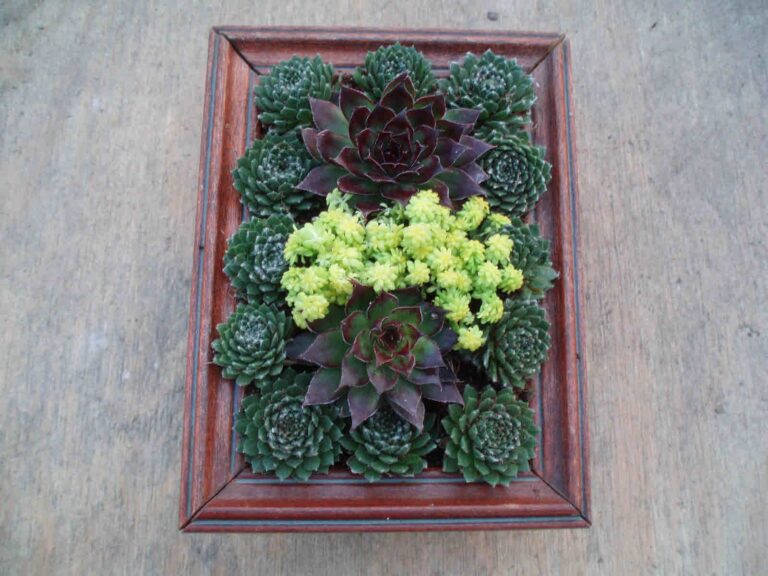 How To Make A Vertical Succulent Garden in 7 Easy Steps