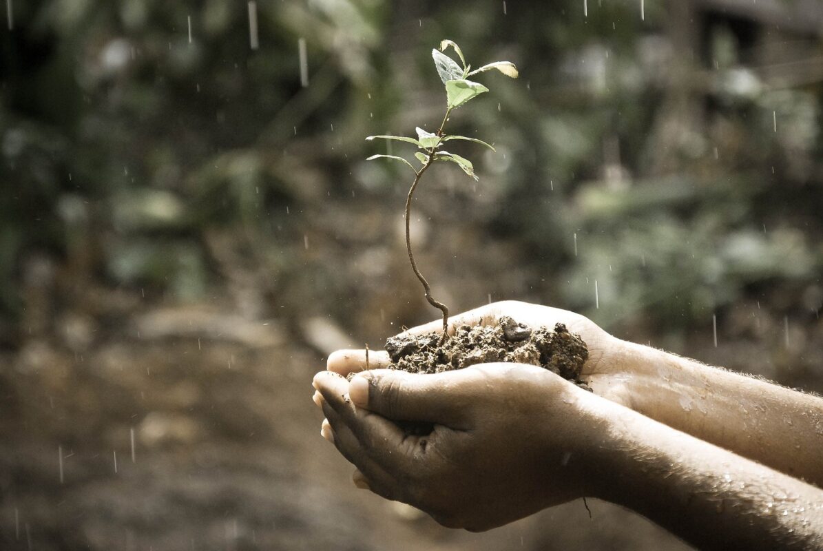 hands holding soil with a young plant