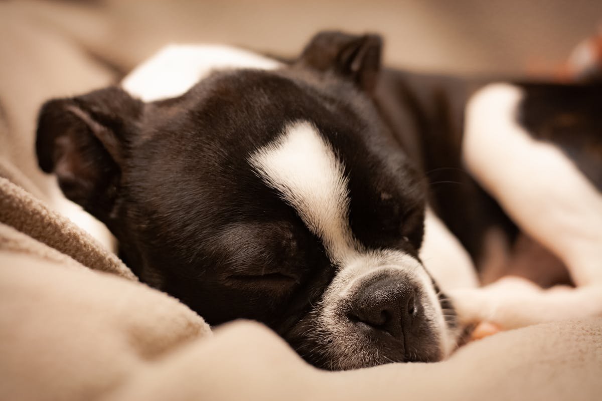 Adorable Boston Terrier puppy sleeping peacefully on a cozy patio garden blanket.