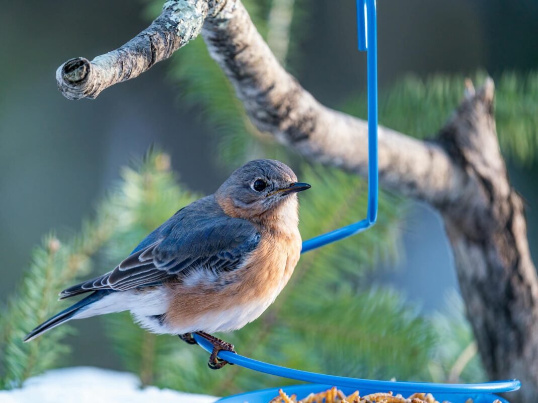 Closeup of little colorful female bird from thrush family sitting on blue feeder with larvas hanging on coniferous tree branch in a cozy patio garden