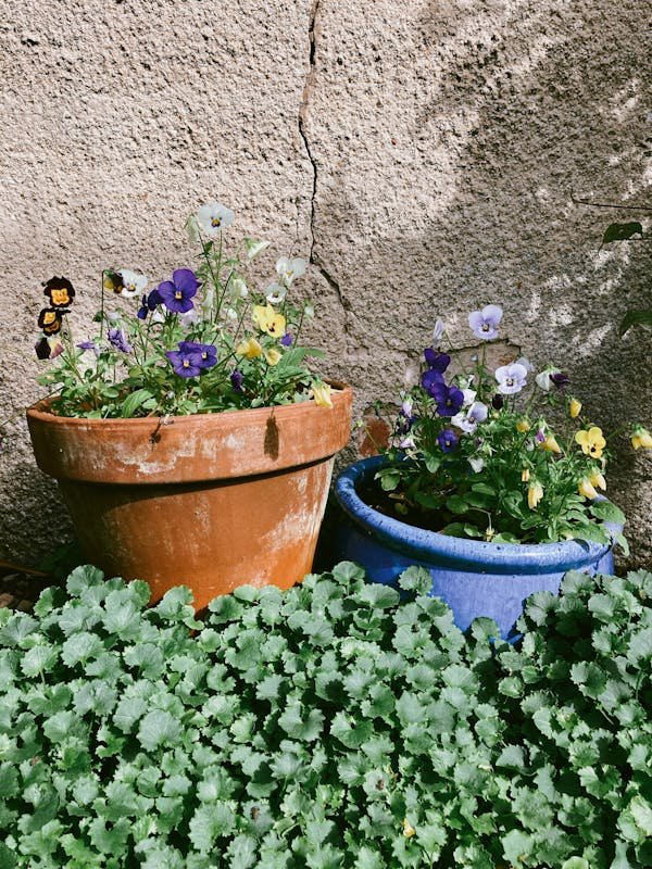 Colorful pansies in terracotta and blue pots create a lively cozy patio garden scene against a textured wall.
