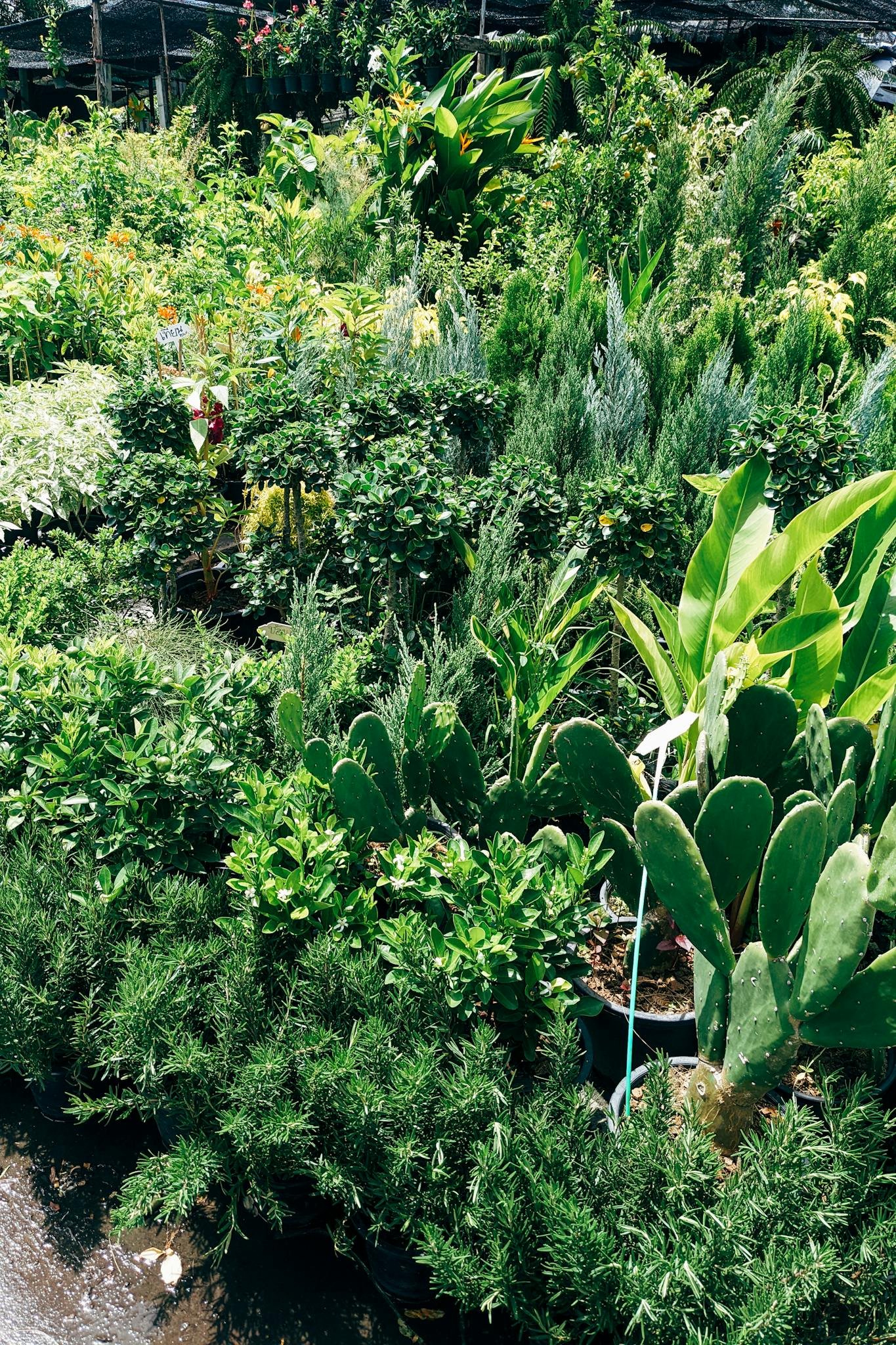 Green Plants and Trees