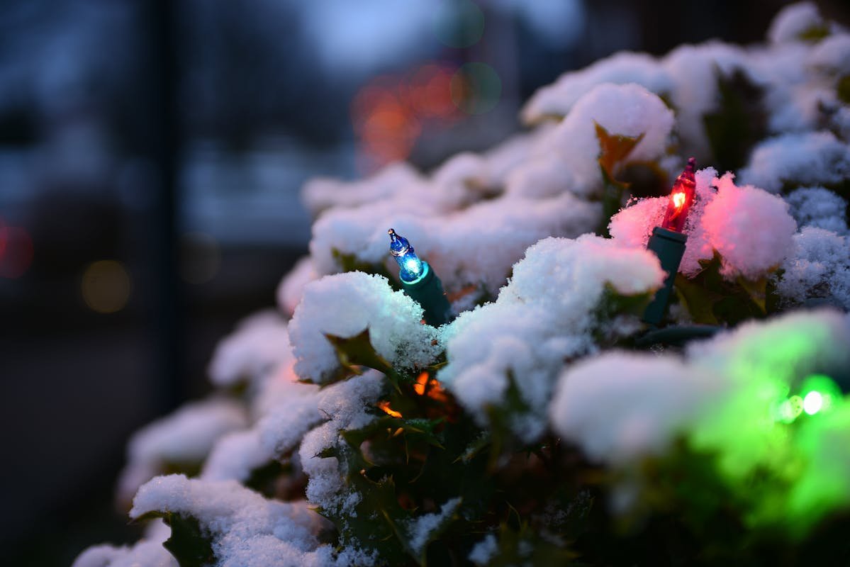 Frosty plants in winter