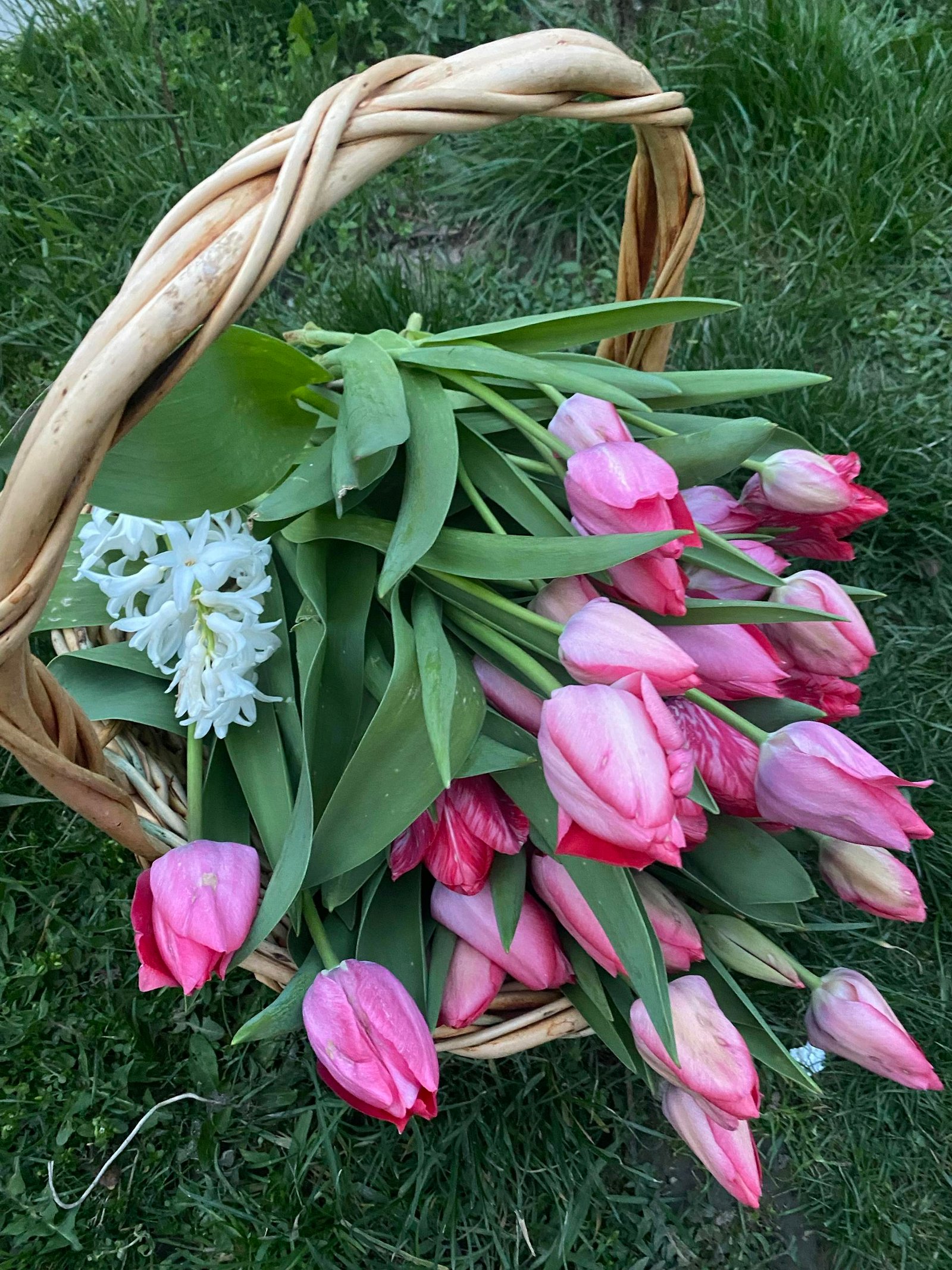 A wicker basket filled with vivid pink tulips and white hyacinths on grass.