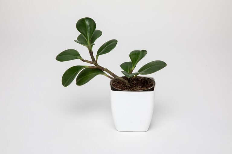 low light plant in white pot