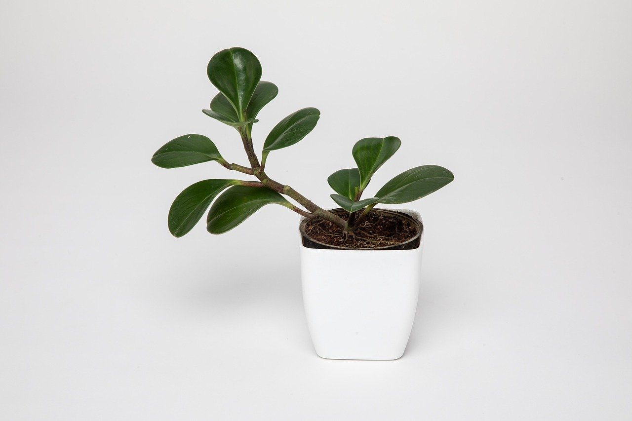 low light plant in white pot