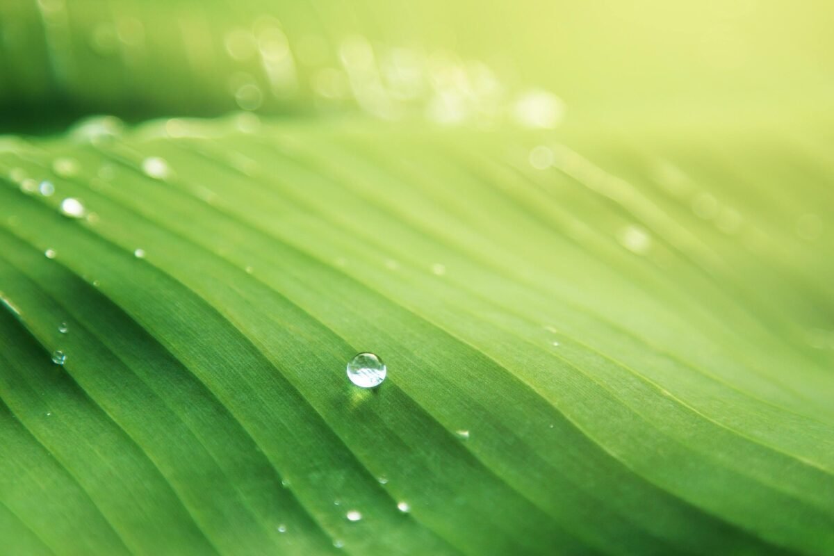 light and water on a leaf