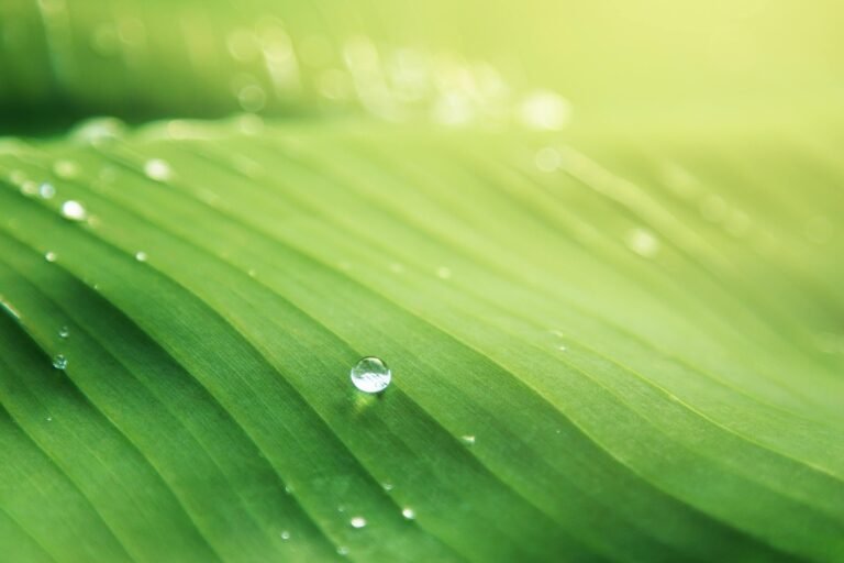 light and water on a leaf