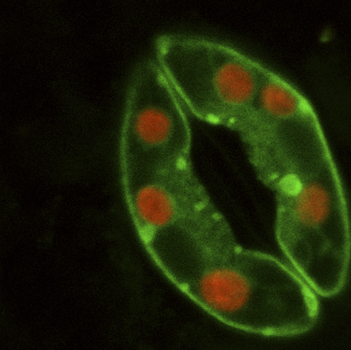 Wikipedia microscopic image of the stomata "lips" of a plant.